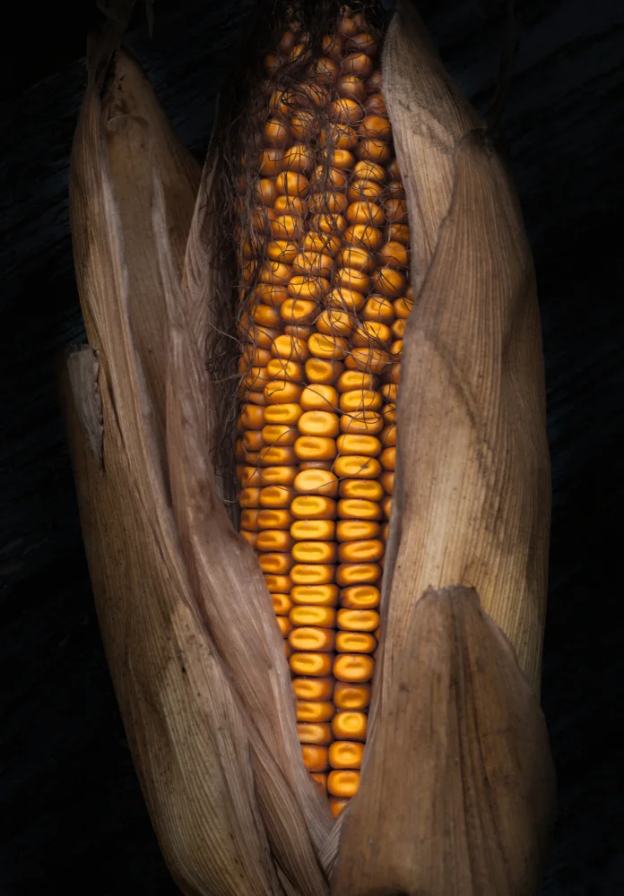 Günther, Hans: Corn