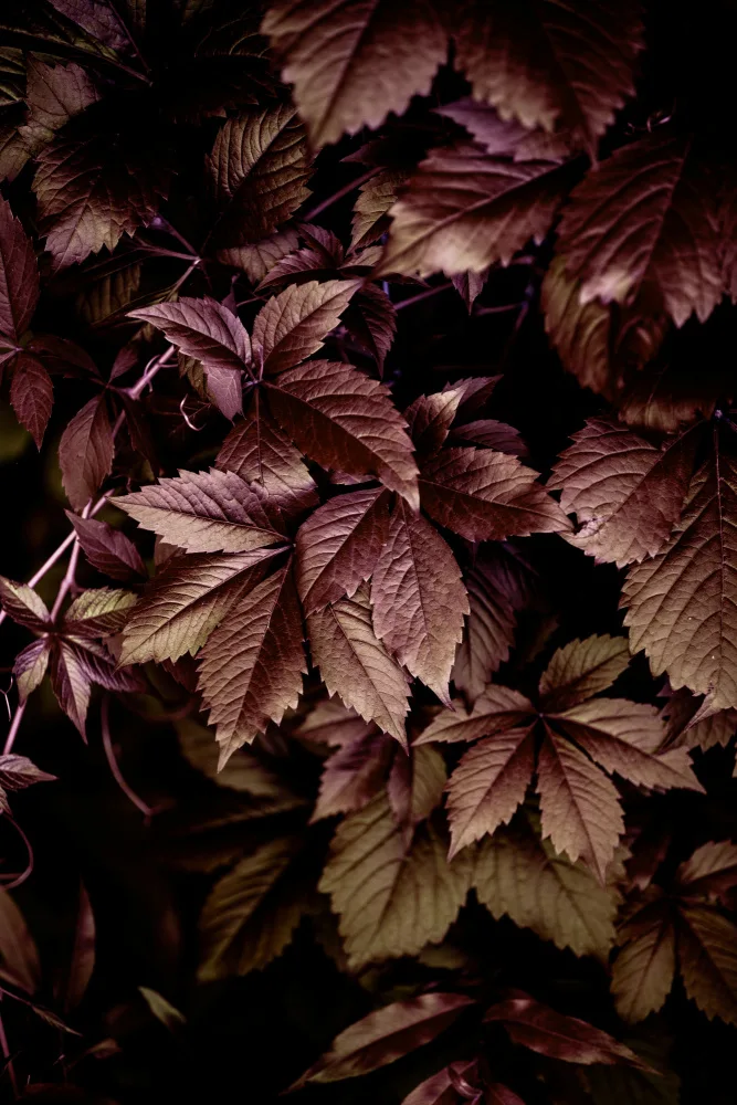 Böhmer, Mareike: Foglie d'autunno 13