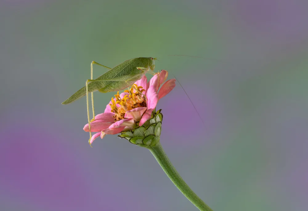 Chiodini, Massimo: On the Flower.