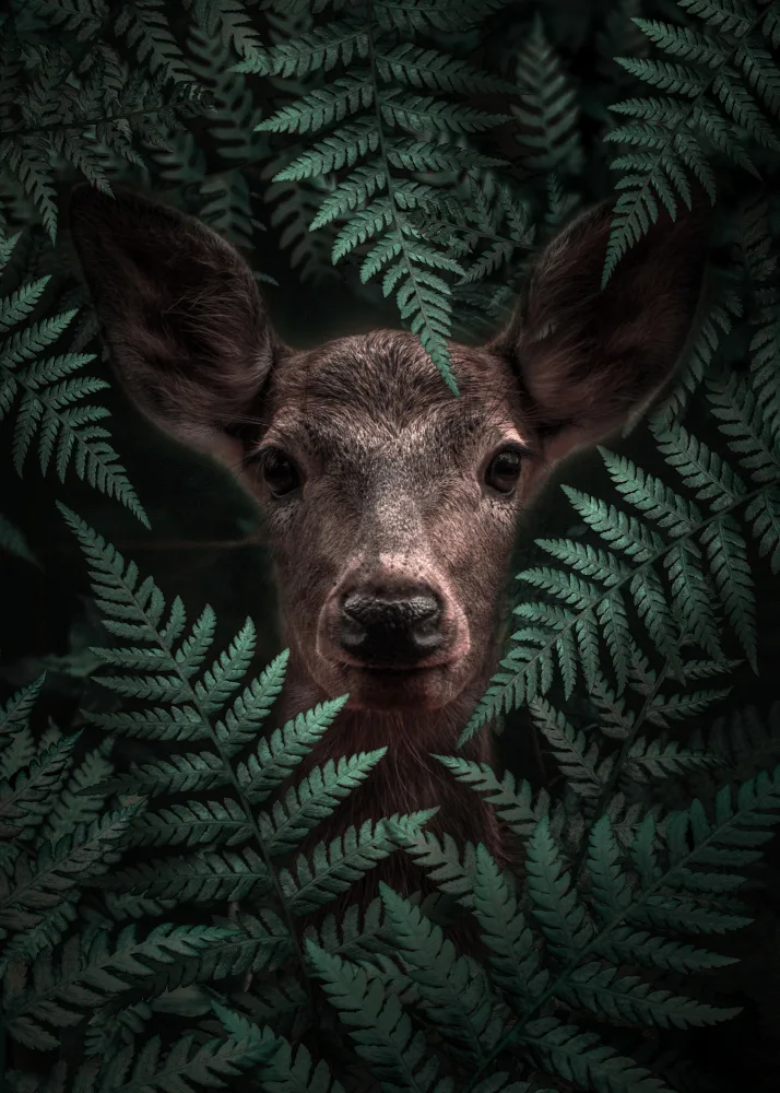 Barizi, Al: Deer In Ferns