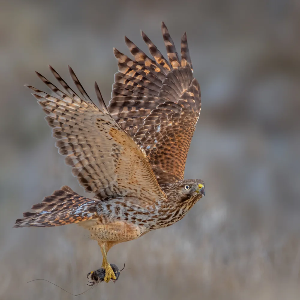 Xu, Jian: Red shouldered hawk hunting
