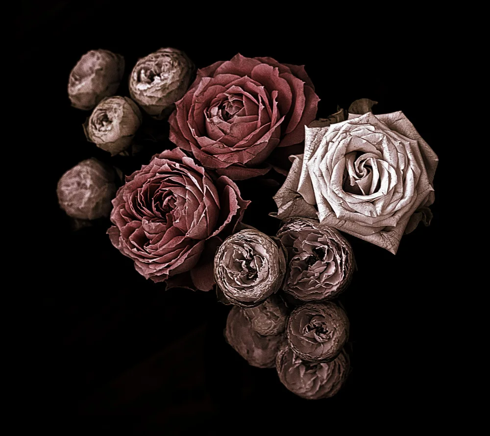 Julie, Angel: Roses