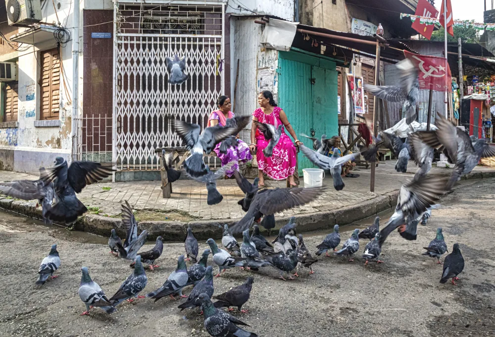 Banerjee, Souvik: Morning chat and pigeons