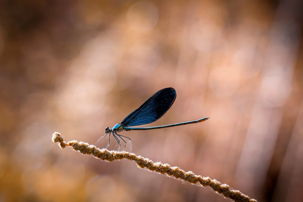Jianwen: dragonfly