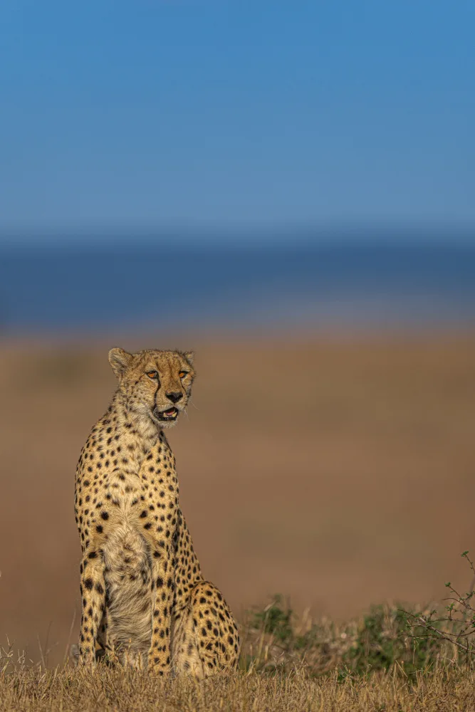 Bhatia, Yogesh: Beauty