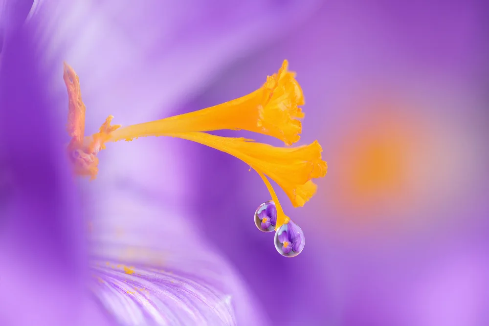 Lavezzi, Benedetta: Purple