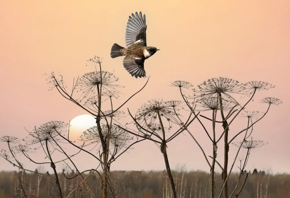 Or, Bar Eyal: Common Stonechat in the field