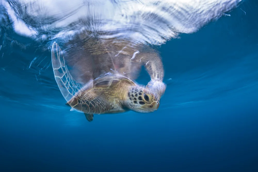 Gabriel, Barathieu: Swimming Green Turtle