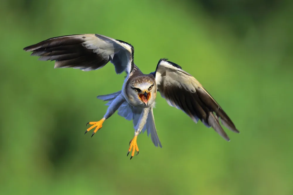 Lam, Gavin: Black-winged Kite