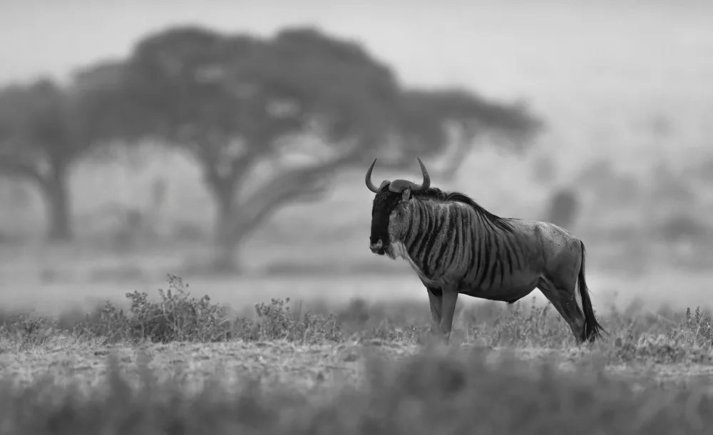 Huang, Johnson: Wildebeest