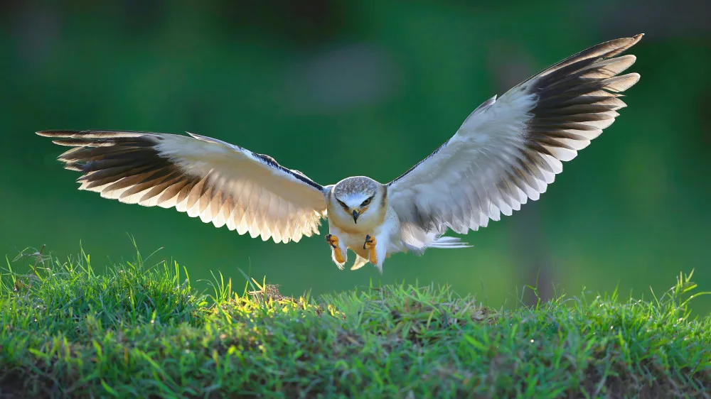 Lam, Gavin: Black-winged Kite