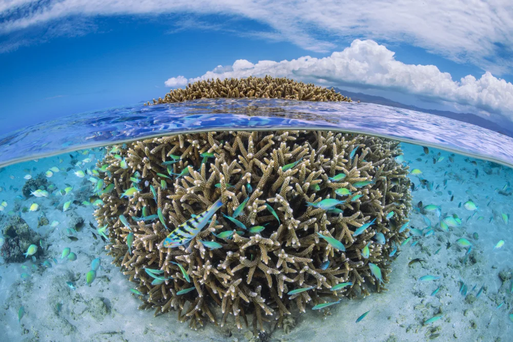 Gabriel, Barathieu: The Coral Ball