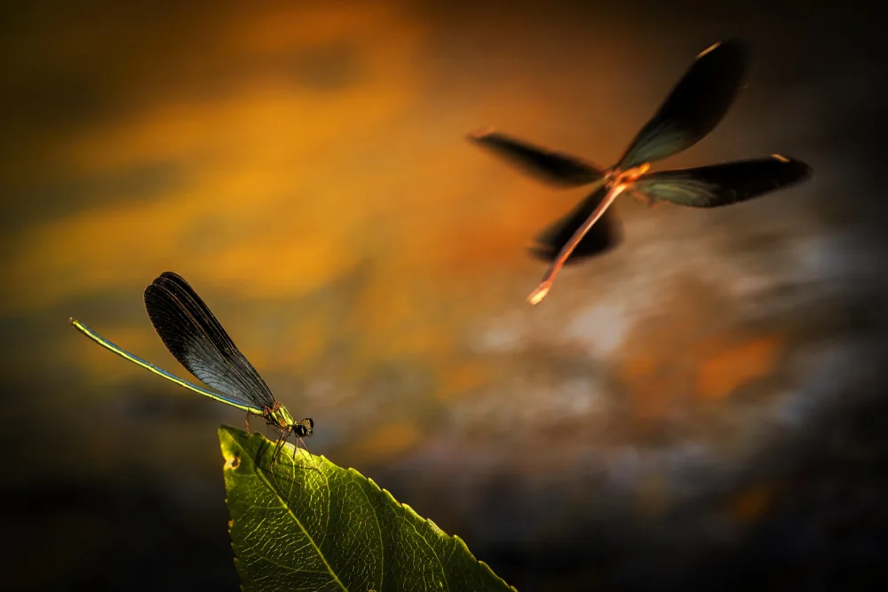 Jianwen: dragonfly
