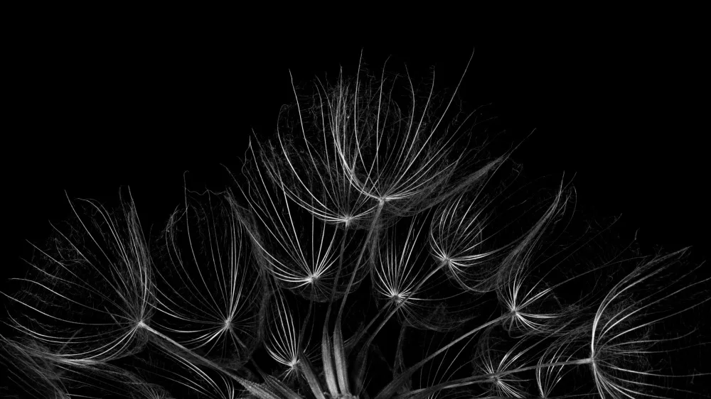 Myles, Penny: Salsify 2