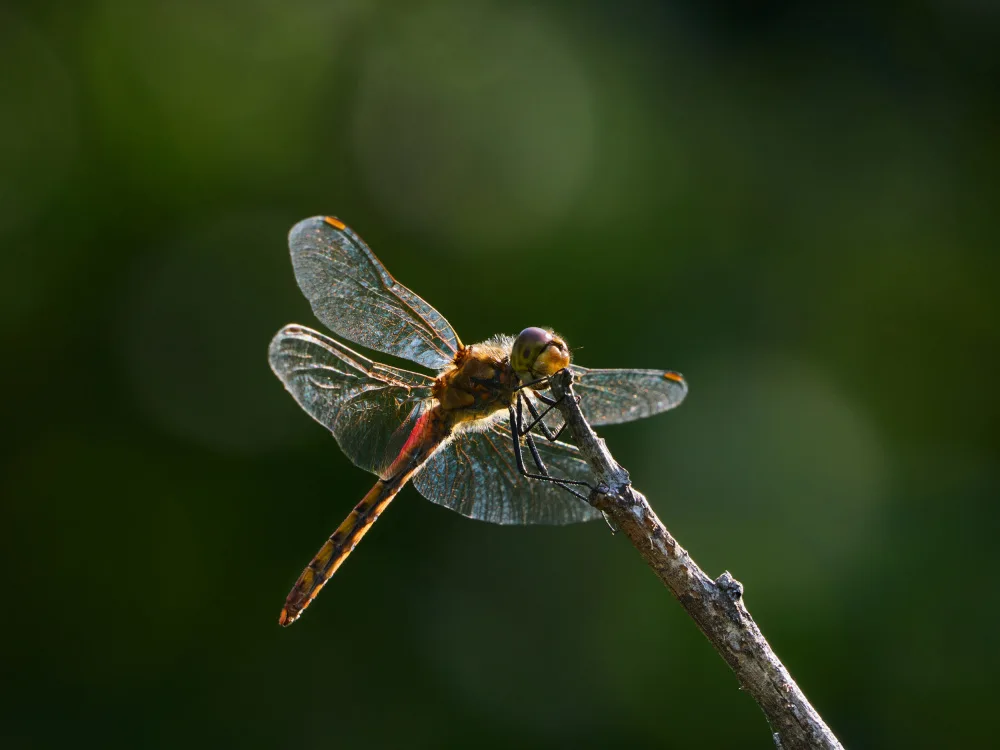 Hirai, Takiko: shining wings and bokeh