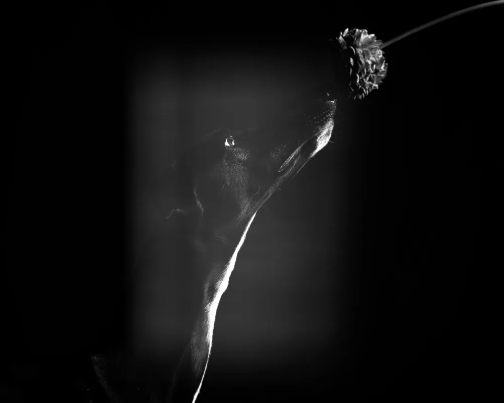 Willers, Heike: Illusion (2)