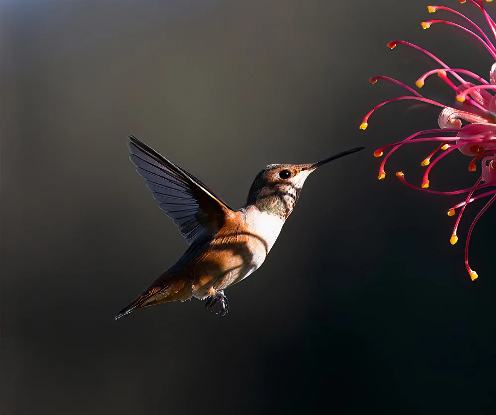 NanZ: Hummingbird