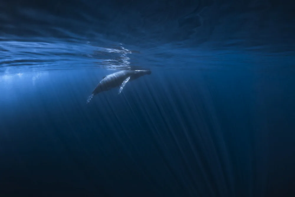 Gabriel, Barathieu: Alone in the blue