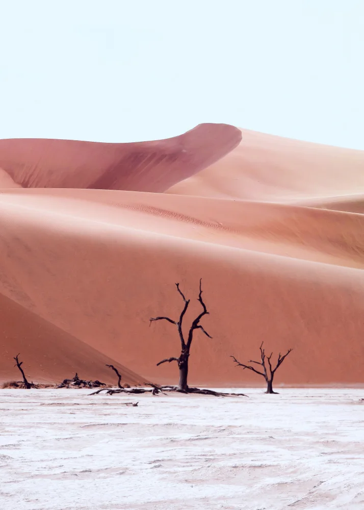 Barizi, Al: Ancient Forest Namibia