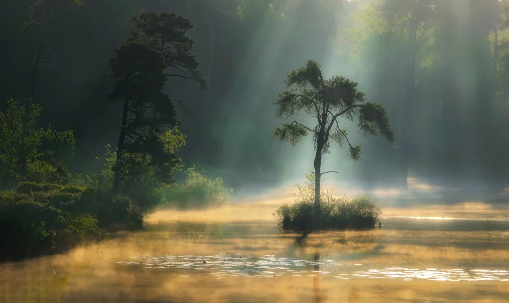 Denijs, Wim: The Peat