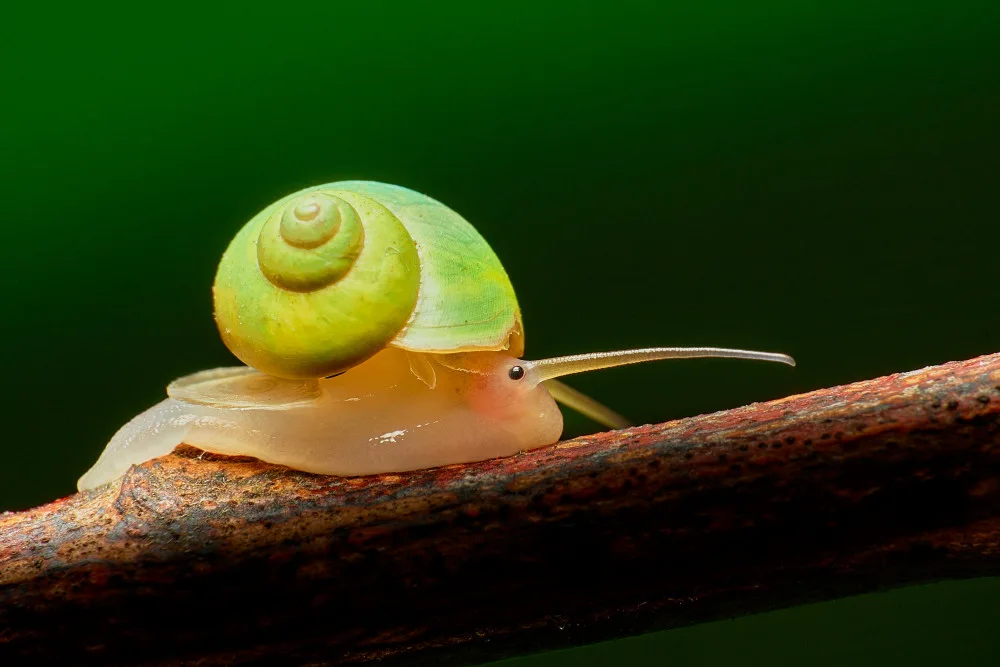 Tsai, MingLun: Leptopoma nitidum