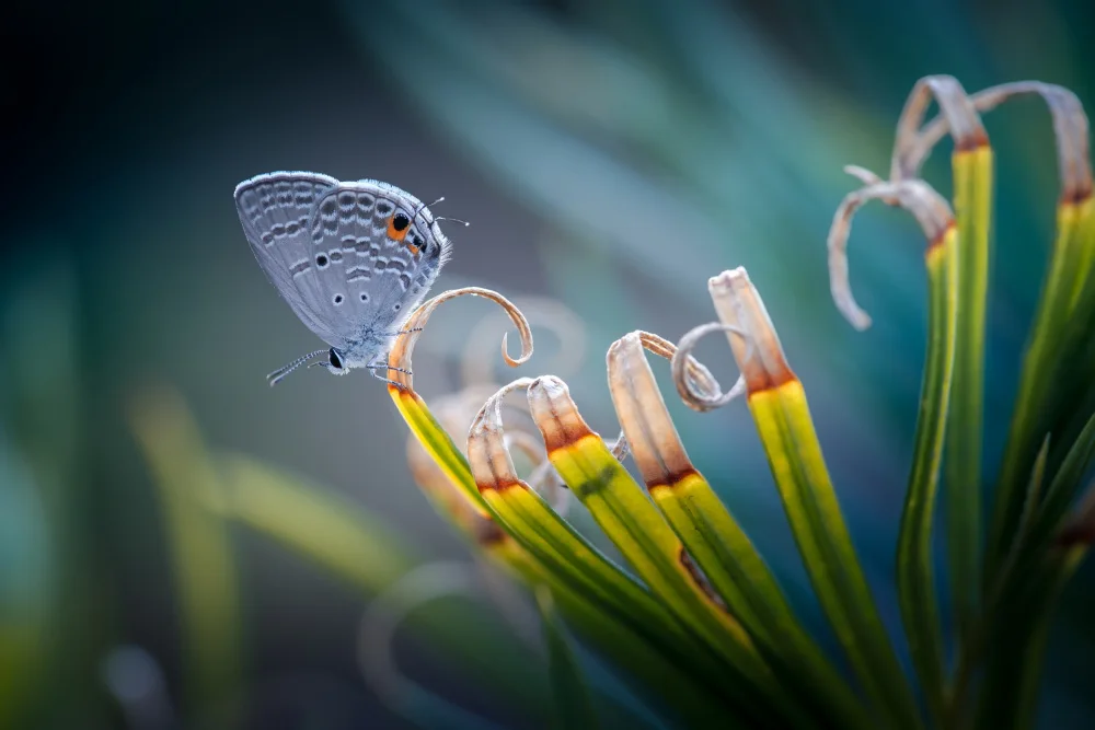 Jianwen: butterfly