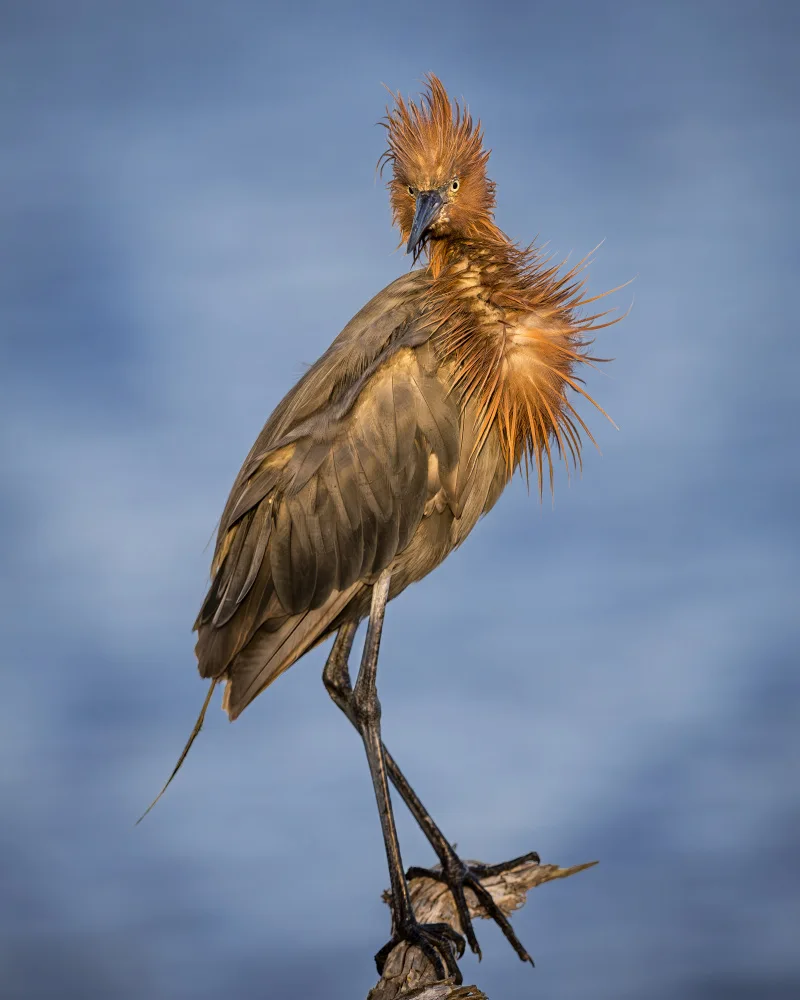 Li, Wanghan: Reddish Egret