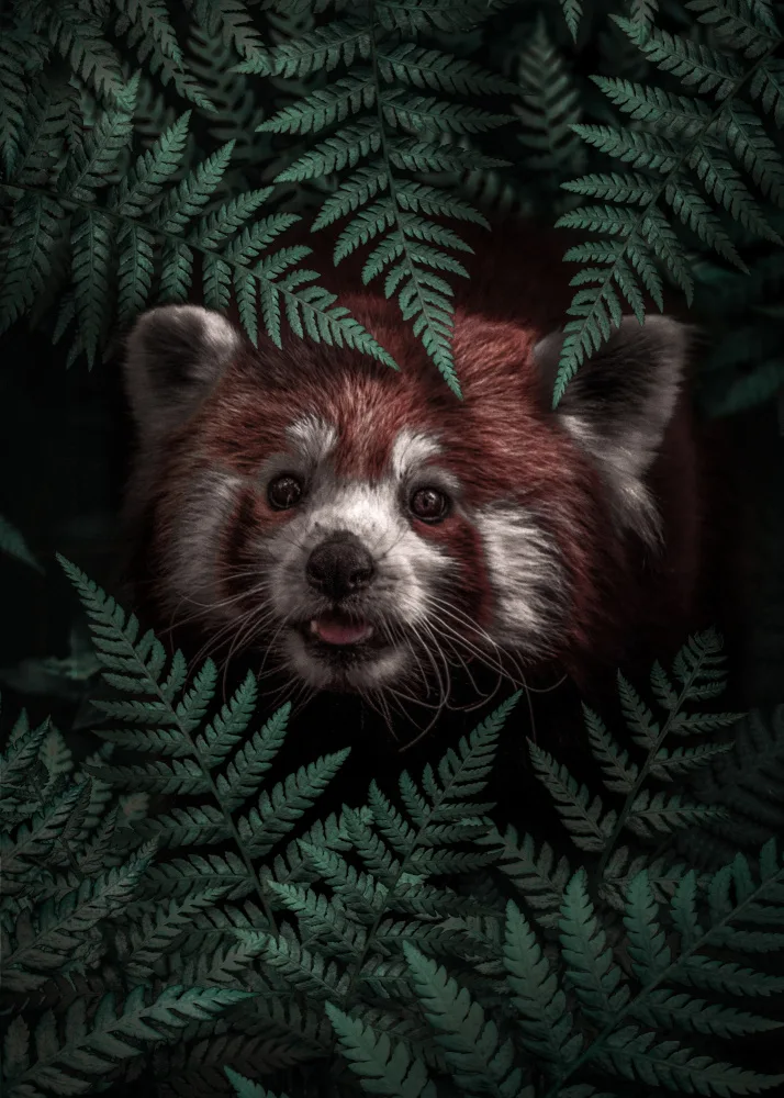 Barizi, Al: Cute Red Panda