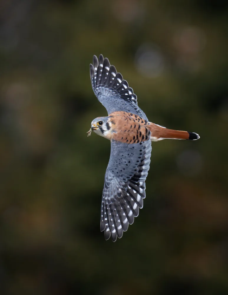 Wang, Max: American Kestrel