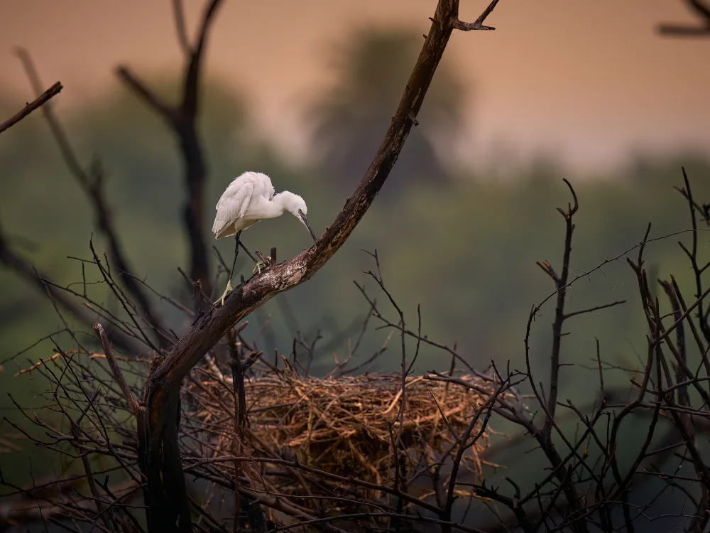 Sikand, Puneet: Abandoned Nest