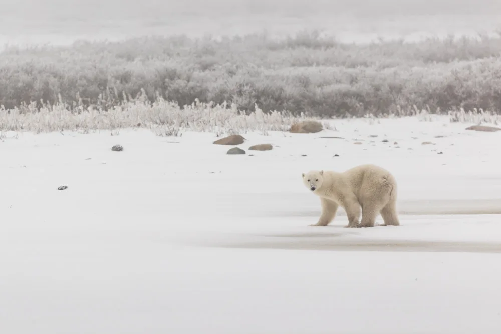 Liang, Junbo: Churchill Bear