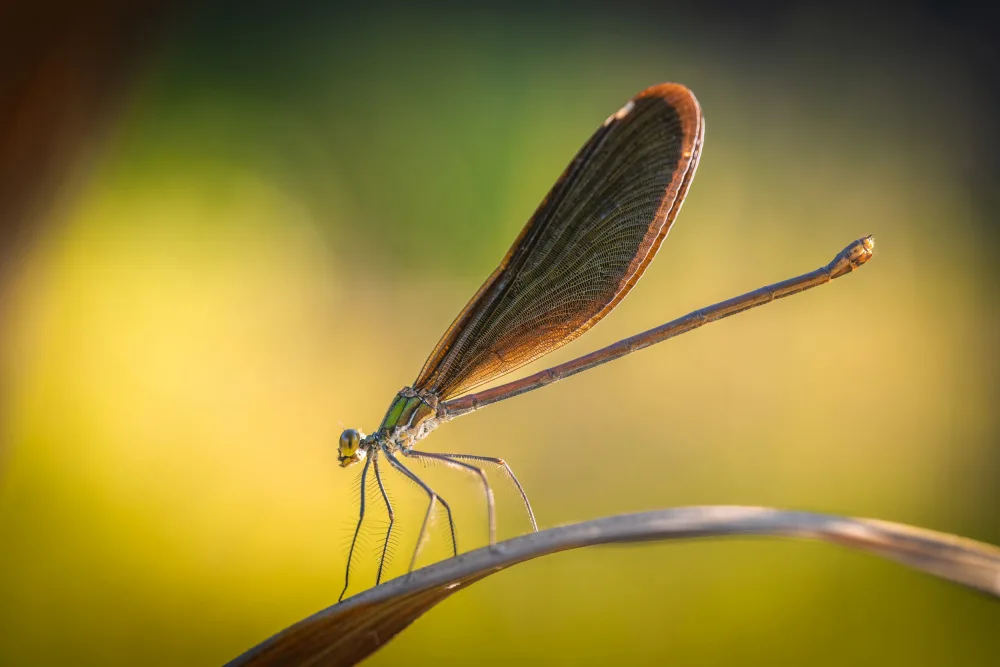 Jianwen: libellula