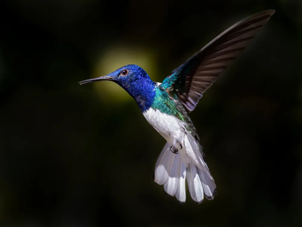 Zhang, Xiaohong: White-necked Jacobin