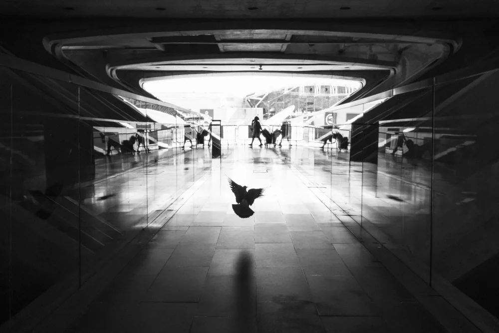 Prioteasa, Sebastian: Take Off