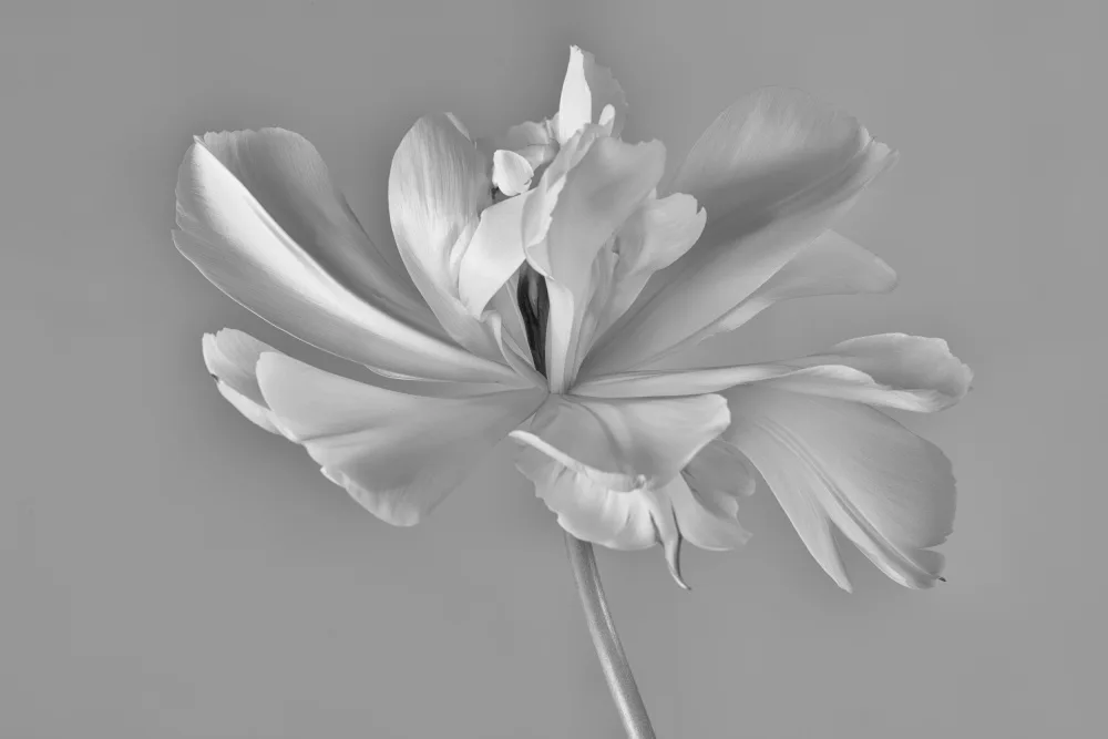 Myles, Penny: Tulip Exotic Emperor ii)