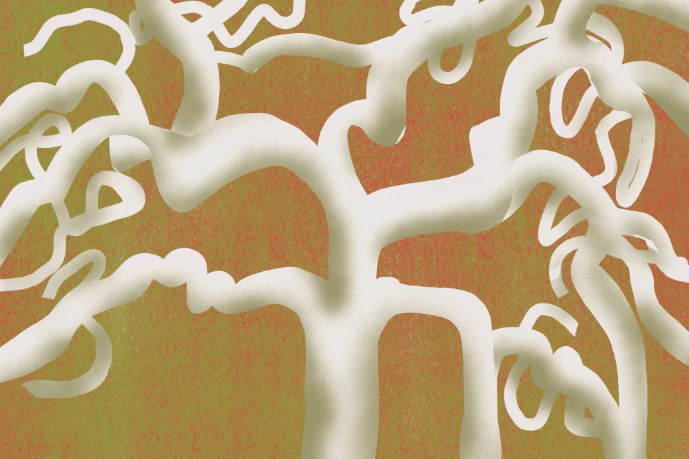 Dean, Little: Arbre blanc