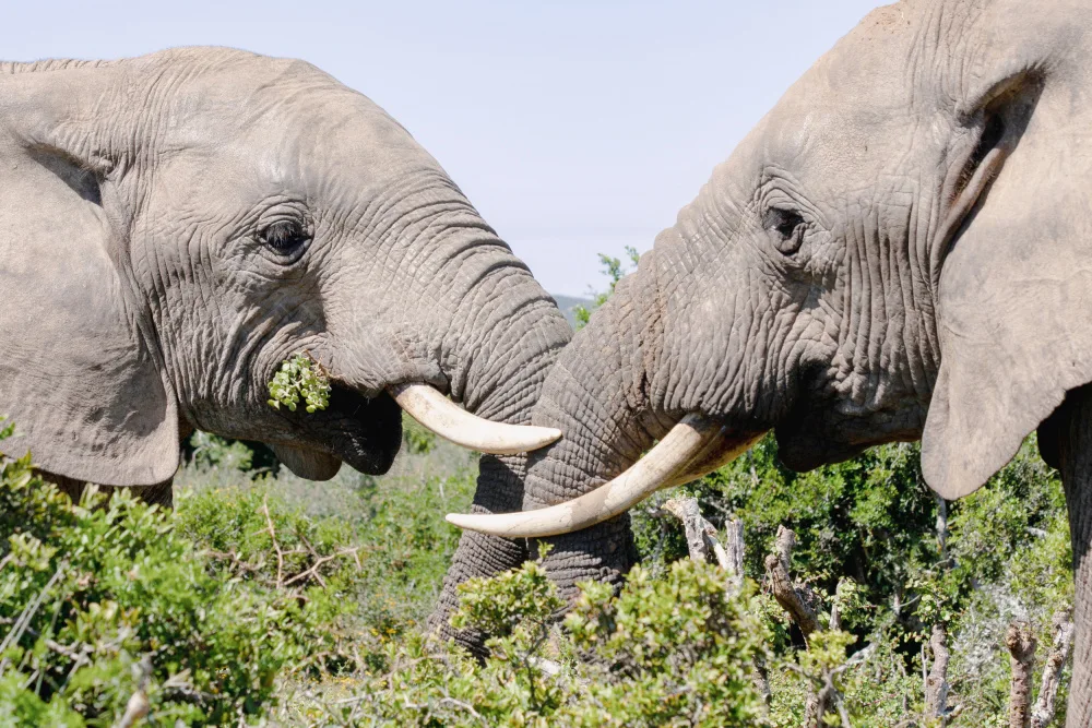 Lombard, Dirk: Elephants