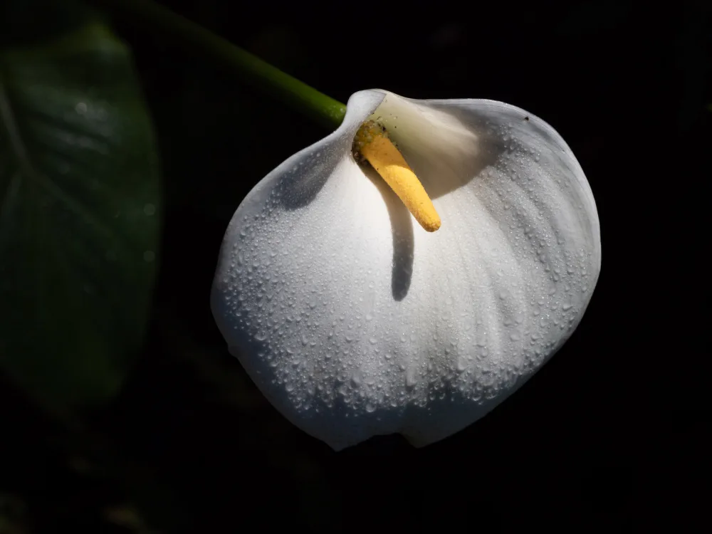 Lombard, Dirk: Natures Candle