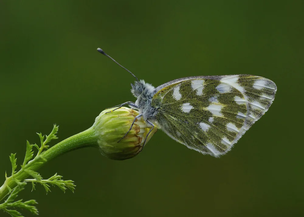 Sener, Savas: Green_1