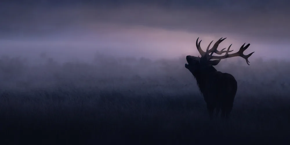 Uddin, Kutub: Stag in misty morning