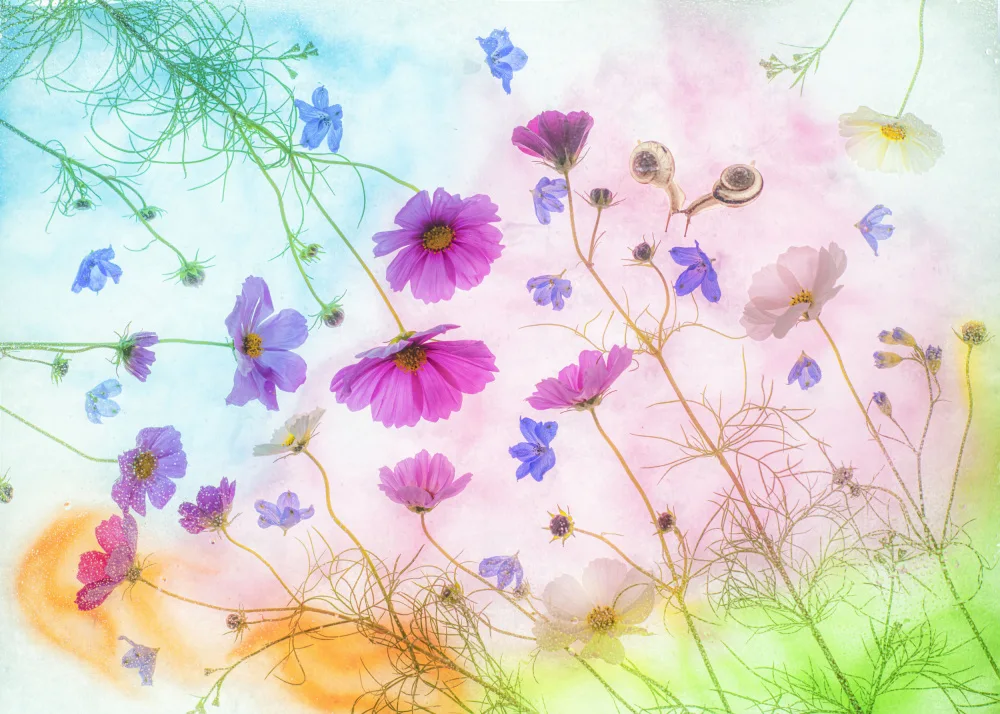 Miharu: autumn colors poetry