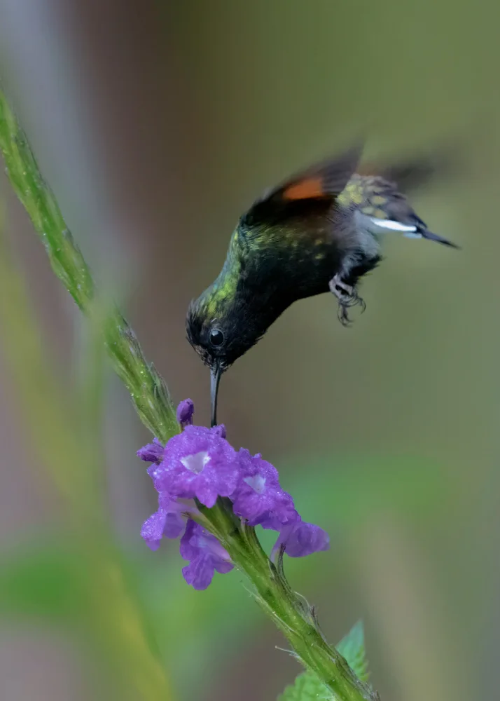 Xu, Sheila: A Black-Bellied Hummingbird