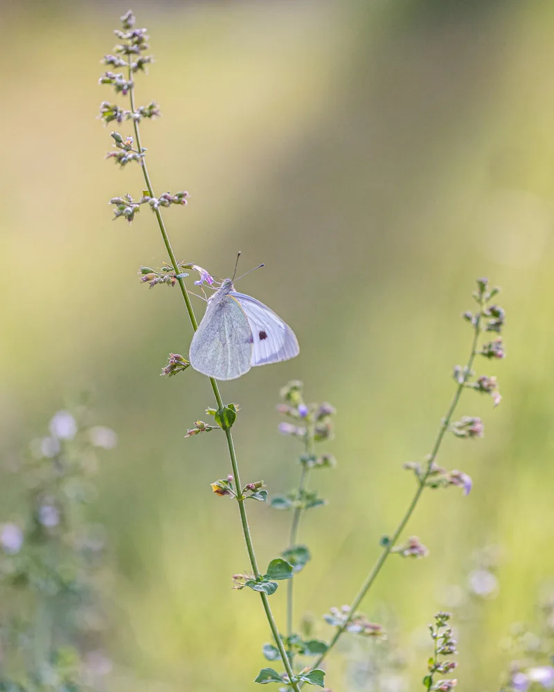 Barboni, Sergio: Pieris rapae