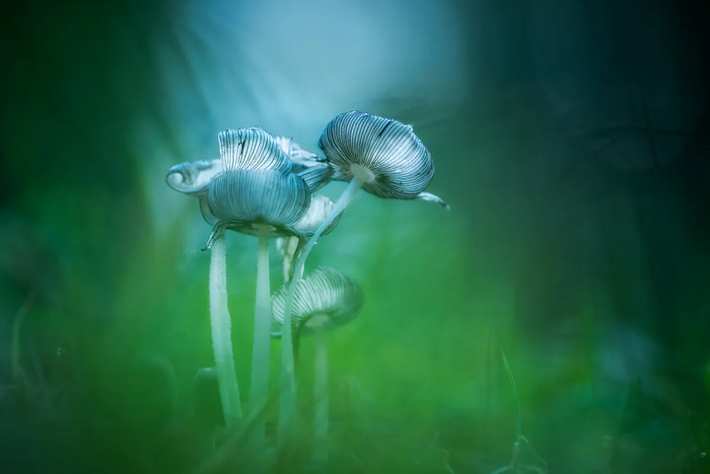 Haaksma, Piet: Woolly inky cap