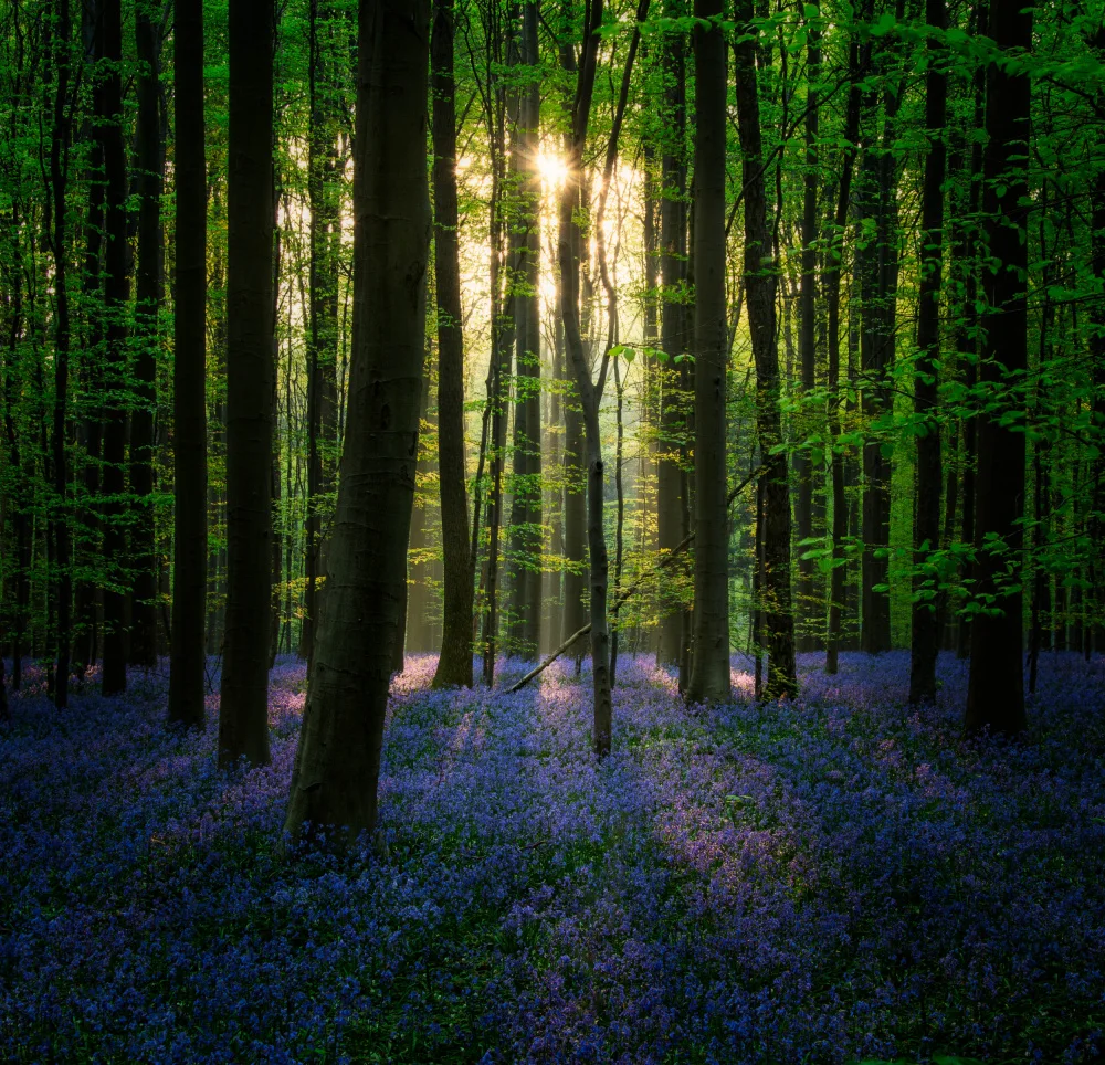 Denijs, Wim: Purple Blue