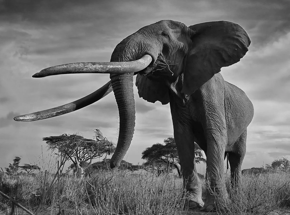 Lu, Jennifer: Tusks