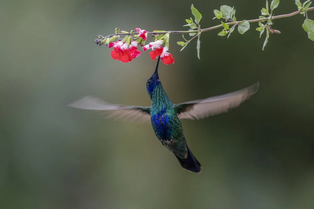 Ge, Robert: Sparkling Violetear Hummingbird