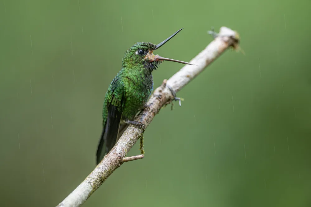 Ge, Robert: Green_Crowned Brilliant Hummingbird