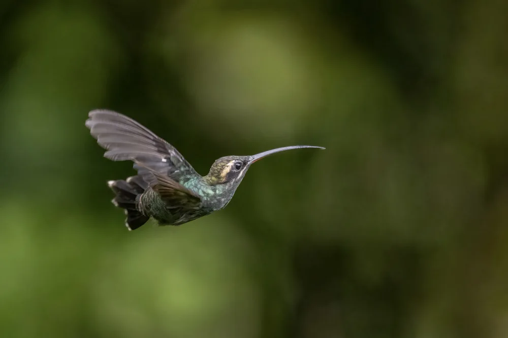 Ge, Robert: White_Whiskered Hermit Hummingbird