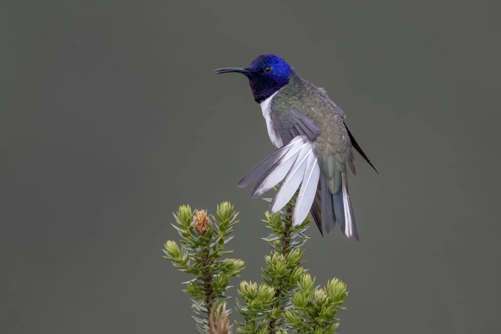 Ge, Robert: Ecuadorian Hillstar Hummingbird